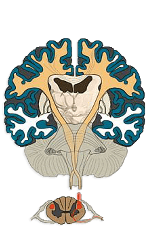 Neurophysiology